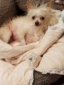. Lady Bella .
