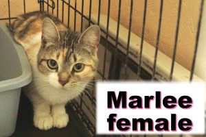 . Marlee .
