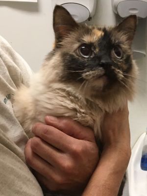 . Kiki-*SPECIAL ADOPTION PRICE .