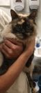 . Kiki-*SPECIAL ADOPTION PRICE .