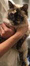 . Kiki-*SPECIAL ADOPTION PRICE .