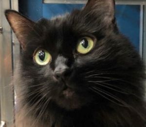 . Fufi-*SPECIAL ADOPTION PRICE .