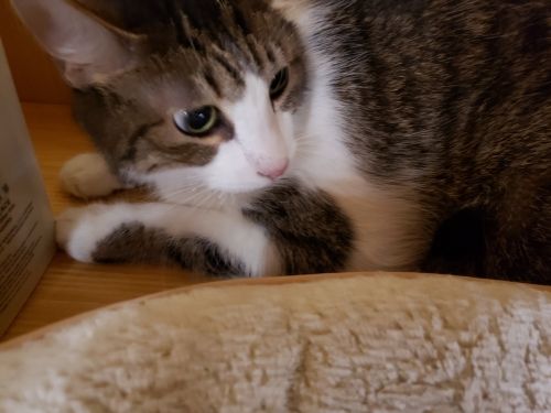 Cat Adoptions Dallas TX Kittens Cats Need Homes Adoptable Listings