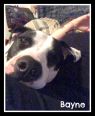 . Bayne .