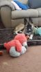 Max German Shepherd Rescue of the Rockies - Max