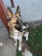 Max German Shepherd Rescue of the Rockies - Max