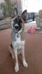 Max German Shepherd Rescue of the Rockies - Max