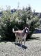 Max German Shepherd Rescue of the Rockies - Max