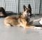 Max German Shepherd Rescue of the Rockies - Max