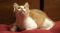 . Mr. Pickles .