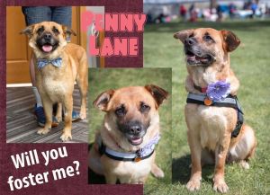 . Penny Lane .
