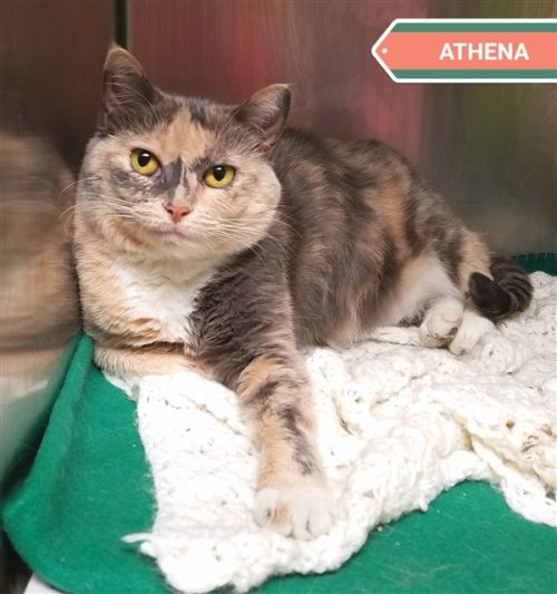 . Athena .