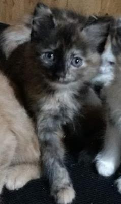 . Muffin .