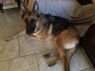 . Rex ~ COURTESY LISTING .