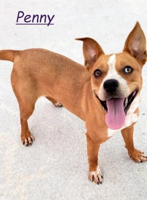 . Penny(Penelope)-P4P .