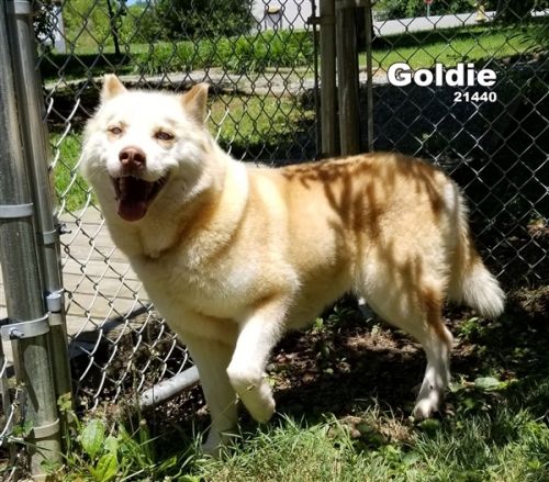 . Goldie .