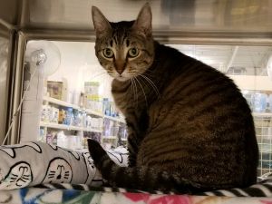 . Shawna-*SPECIAL ADOPTION PRICE .