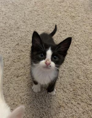 . Pip .