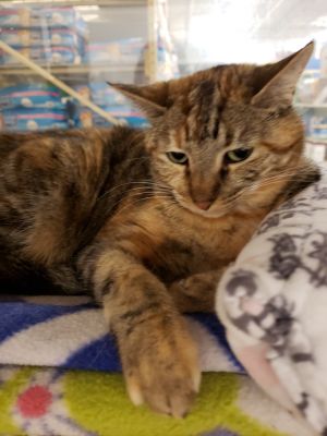 . Ellie-SPECIAL ADOPTION PRICE .