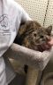 . Ellie-SPECIAL ADOPTION PRICE .