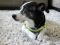 . URGENT! Clover - Watch my video! .