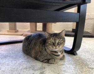 . Dori .