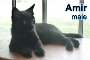 . Amir .