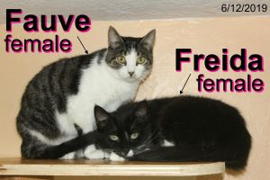 . Fauve .