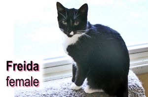 . Freida .