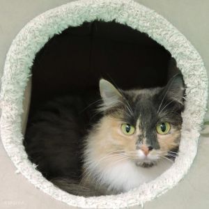 . KITTY .