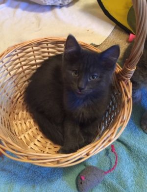 . ***COURTESY LISTING*** Kittens and Mom .