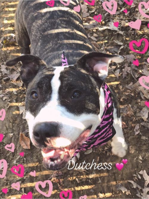 . Dutchess .