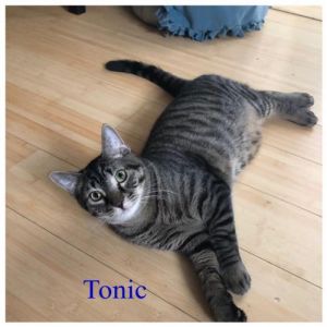 . Tonic .