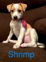 . Shrimp .