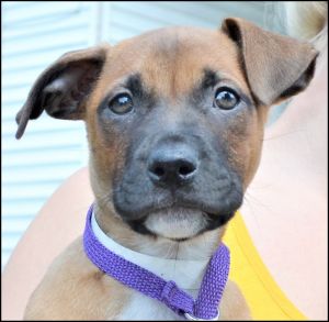 . Caleesi Puppy - Adoption Pending!! .