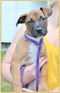 . Caleesi Puppy - Adoption Pending!! .