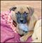 . Caleesi Puppy - Adoption Pending!! .
