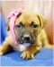 . Caleesi Puppy - Adoption Pending!! .