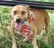 . Caleesi Puppy - Adoption Pending!! .