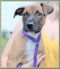 . Caleesi Puppy - Adoption Pending!! .