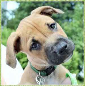 . Calliope Puppy - Small and brave!! .