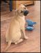 . Calliope Puppy - Small and brave!! .