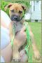 . Calliope Puppy - Small and brave!! .