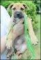 . Calliope Puppy - Small and brave!! .