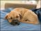 . Calliope Puppy - Small and brave!! .