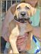 . Calhoun Puppy - (Cally's Puppy) .