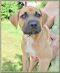 . Calhoun Puppy - (Cally's Puppy) .