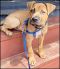 . Calhoun Puppy - (Cally's Puppy) .