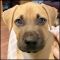 . Calhoun Puppy - (Cally's Puppy) .