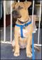 . Calhoun Puppy - (Cally's Puppy) .